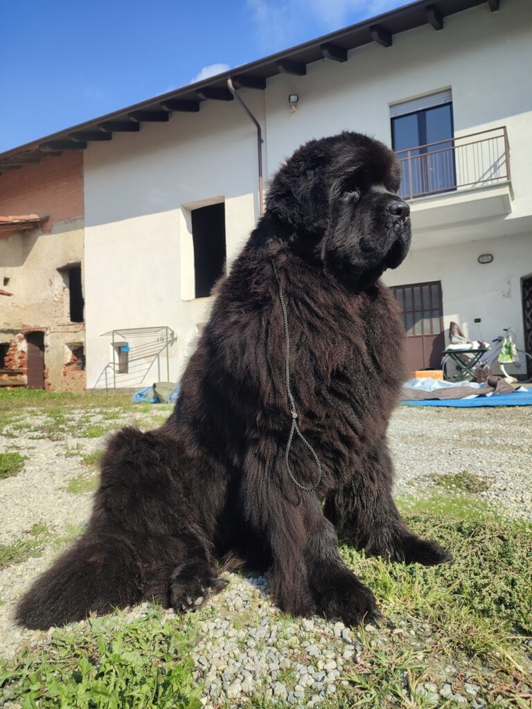 Terranova