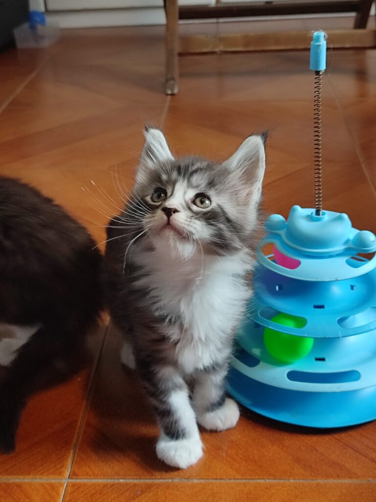 Maine Coon