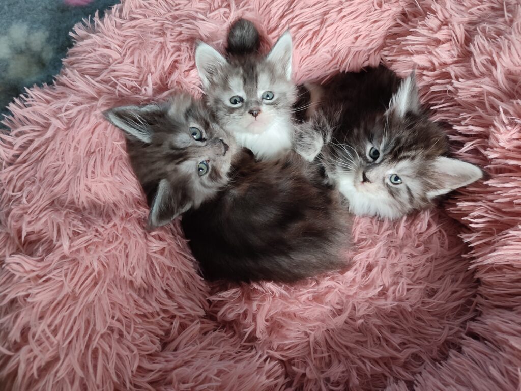 Maine Coon