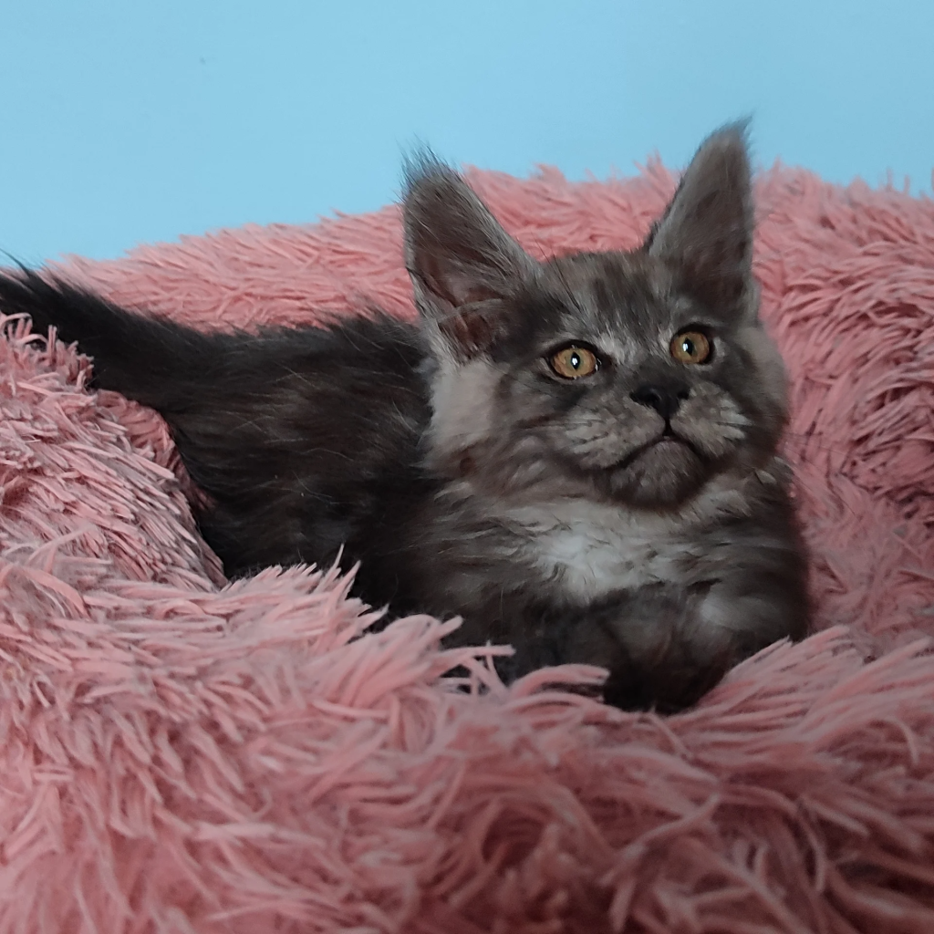 Main Coon