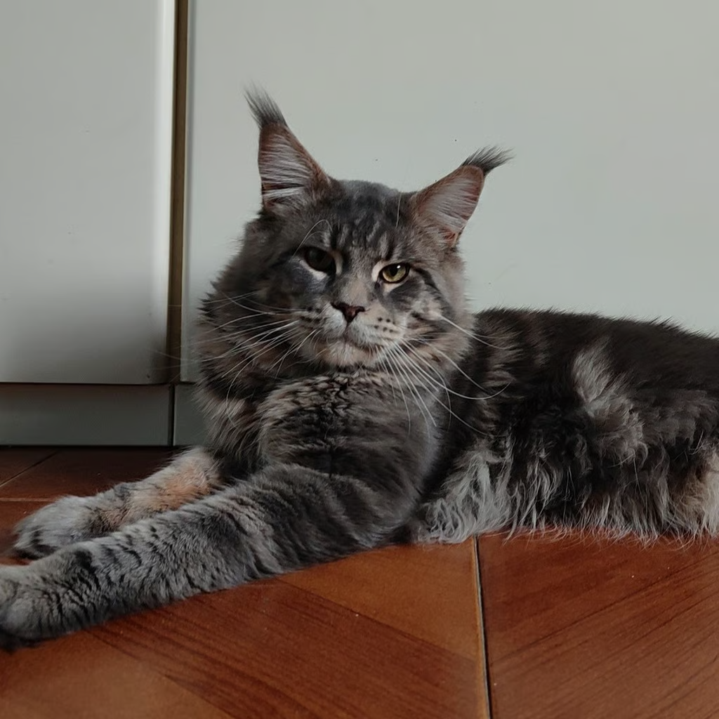 Main Coon