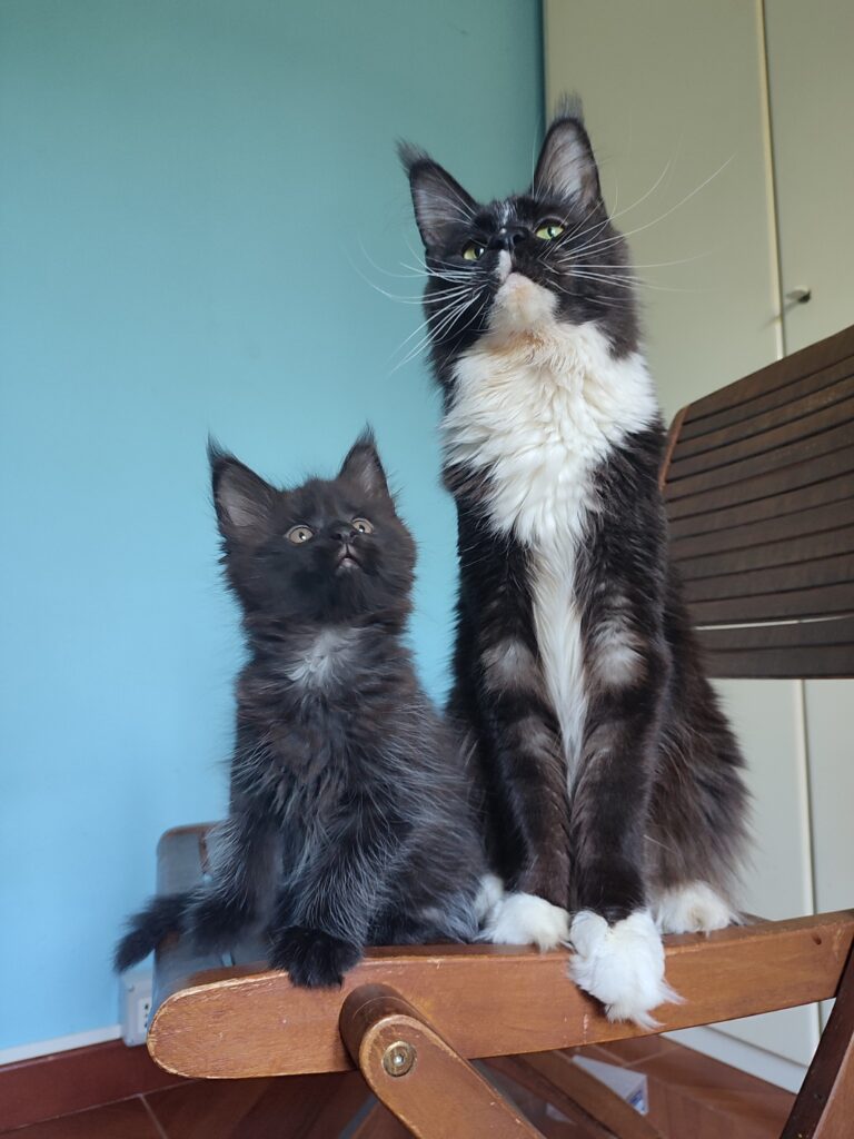 Maine Coon