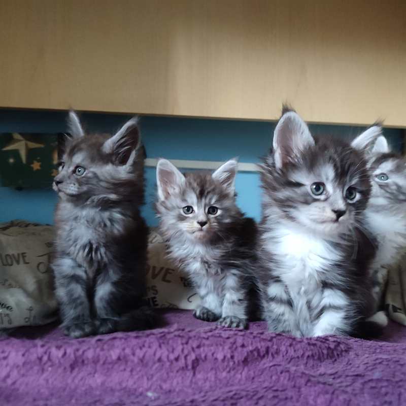 Main Coon cuccioli