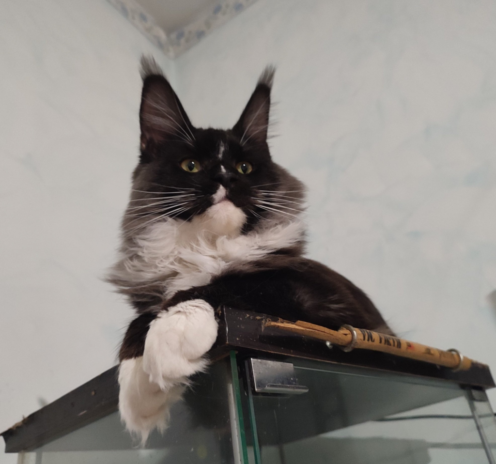 Main Coon