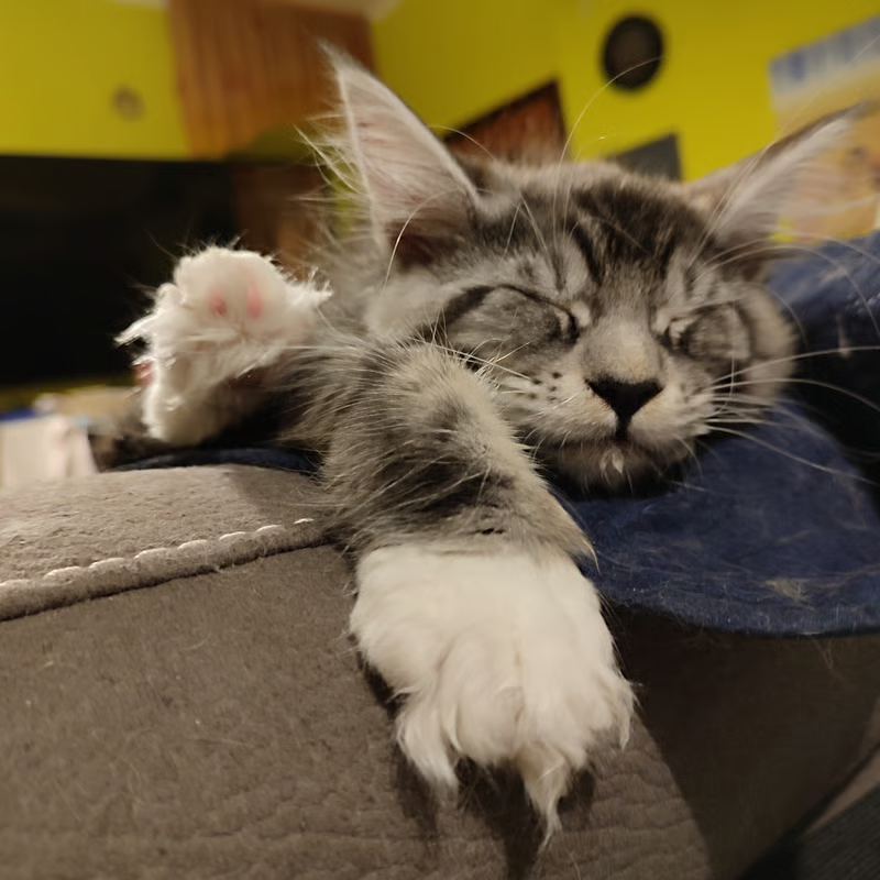 Main Coon